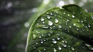 Raindrops On A Green Leaf Wallpaper