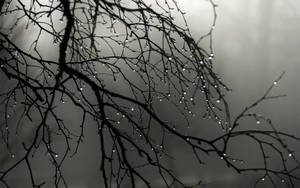 Raindrops On Bare Tree Grey Background Wallpaper