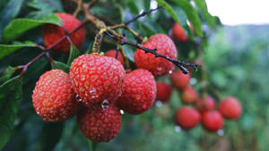 Raindrops On Litchi Fruits Wallpaper