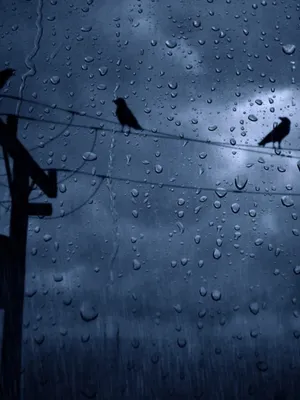 Rainy Weather With Birds Wallpaper
