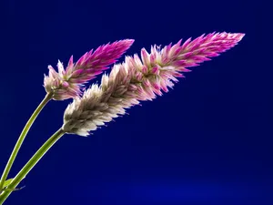 Rare Pink Celosia Trigyna Flowers Wallpaper