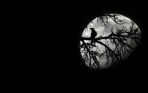 Raven Crossing Moonlit Sky Wallpaper