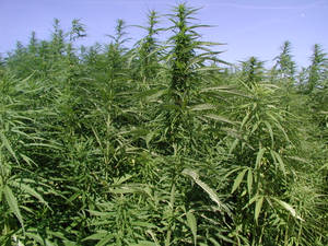 Real Cannabis Plant Wallpaper