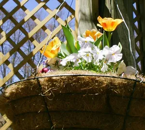 Real Floral In Backyard Wallpaper