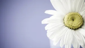 Real Floral White Daisy Wallpaper
