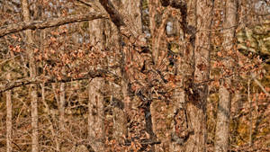 Realtree Camouflage Soldier And Arrow Wallpaper