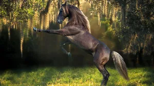 Rearing Black Horse Wallpaper