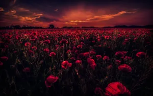 Red Aesthetic Poppy Field Wallpaper
