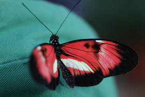 Red And Black Butterfly Wallpaper