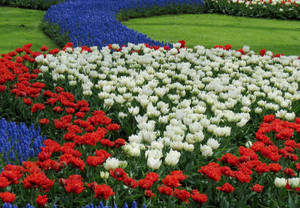 Red And White Flowers In Garden Wallpaper