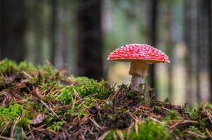 Red And White Mushroom Aesthetic Wallpaper