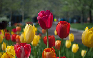 Red And Yellow Tulip Flowers Wallpaper