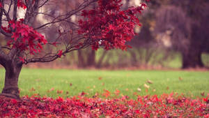 Red Autumn Tree Full Hd Computer Desktop Wallpaper