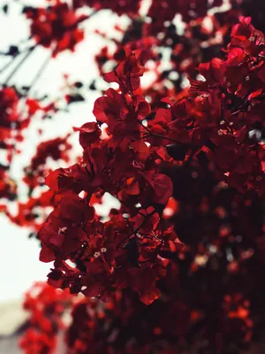 Red Bougainvillea Flowers Wallpaper