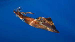 Red Brown Squid Wallpaper