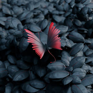 Red Butterfly Black Stones Best Hd Wallpaper