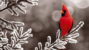 Red Cardinal Bird Wallpaper