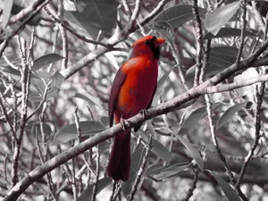 Red Cardinal Bird Wallpaper
