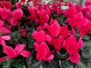 Red Christmas Cyclamen Wallpaper