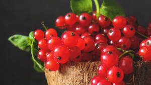 Red Currant Fruits Coconut Bowl Wallpaper