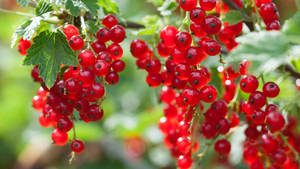 Red Currant Fruits Shrub Plant Farm Wallpaper