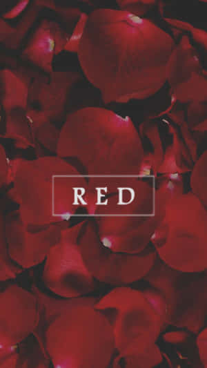 Red Cute Aesthetic Petals Wallpaper