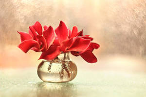 Red Cyclamen Flower Wallpaper