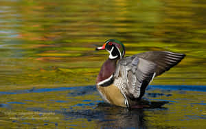Red Eyed Duck For Duck Hunting Desktop Wallpaper