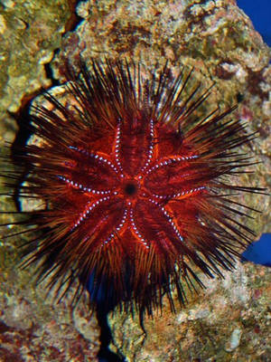 Red Fire Sea Urchin Flower Like Pattern Wallpaper