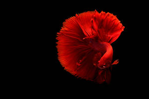 Red Fish Swimming In The Dark Wallpaper