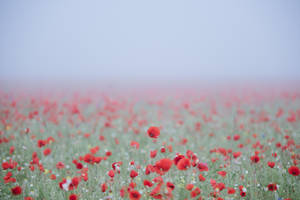 Red Flower Field Wallpaper