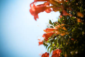 Red Flower Garden Against Blue Sky Wallpaper