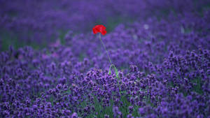 Red Flower In Lavender Field Wallpaper