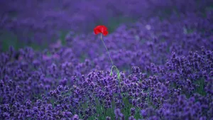 Red Flower In Lavender Field Wallpaper