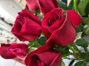 Red Flower Roses Wallpaper