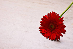 Red Flowers Background Wallpaper