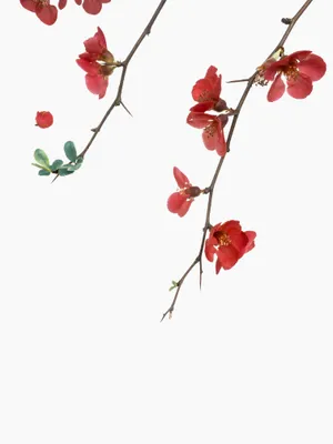 Red Flowers On White Background Wallpaper
