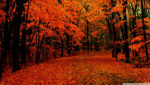 Red Forest On Fall Wallpaper