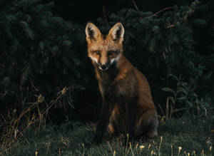 Red Fox In The Dark Wallpaper
