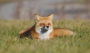 Red Fox Under The Sun Wallpaper
