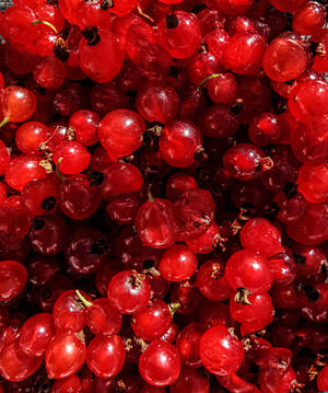 Red Gooseberry Fruits Wallpaper