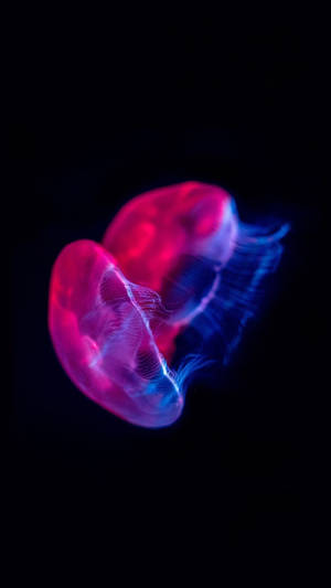 Red Jellyfish Oled Iphone Wallpaper