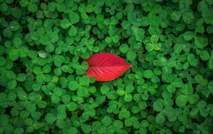 Red Leaf On Clover Plant 4k Wallpaper