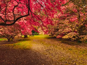 Red Leaf Trees Beautiful Autumn Desktop Wallpaper
