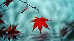 Red Leaves Fall Desktop Wallpaper