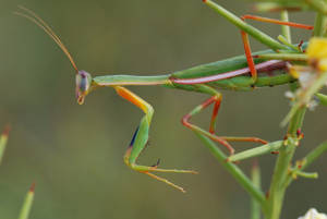 Red-legged Praying Mantis Wallpaper