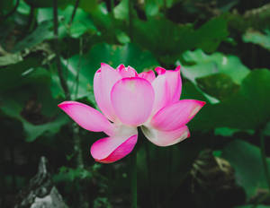 Red Lotus Flower Of Yohan Wallpaper