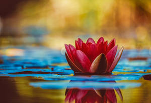 Red Lotus Golden Aesthetic Wallpaper