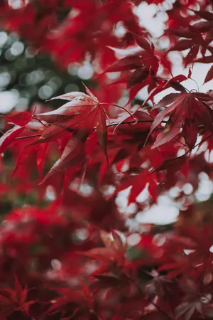Red Maples Leaves Wallpaper