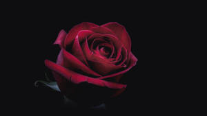 Red Oled Rose Wallpaper